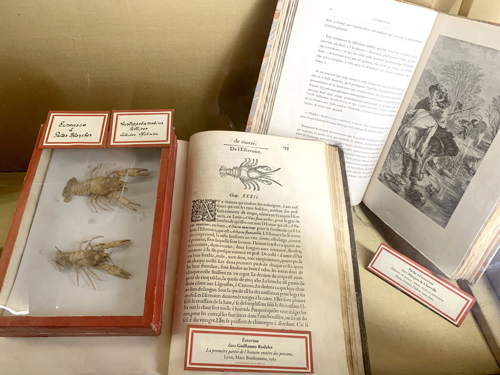 Ecrevisse du Muséum, coll. Chabrier, Histoire des poissons, livre du 16e siècle, et la pêche à l'écrevisse @ musée Arbaud