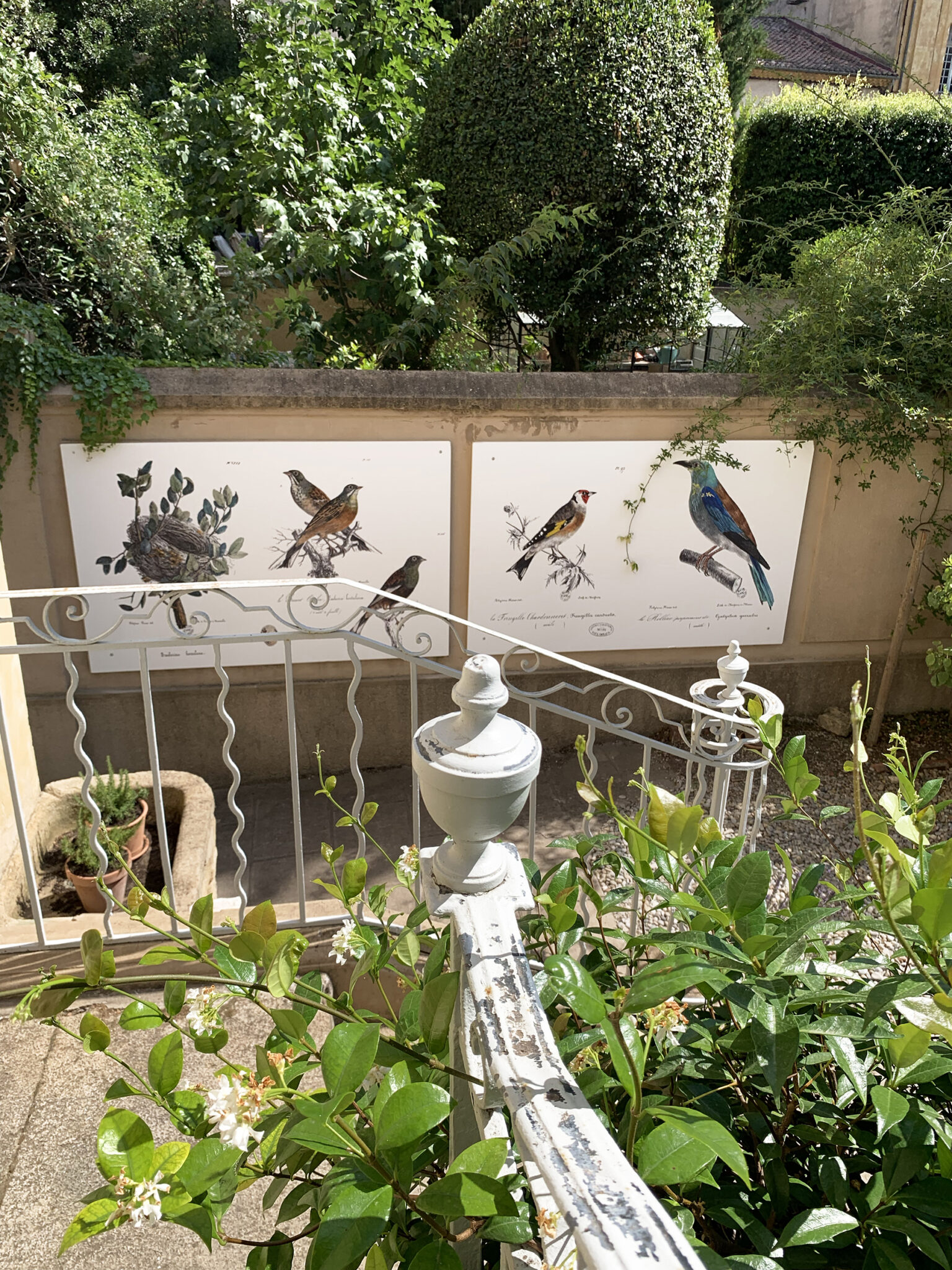 Oiseaux de l'ornithologie provençale de Polydore Roux dans le jardin